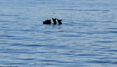 Video shows bear swimming with cubs in Mass. reservoir